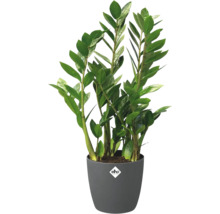 Zamioculcas Zimmerpflanze im Topf
