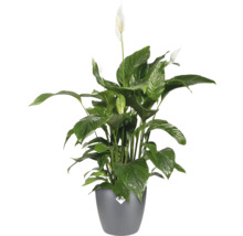 Einblatt Pflanze im Topf