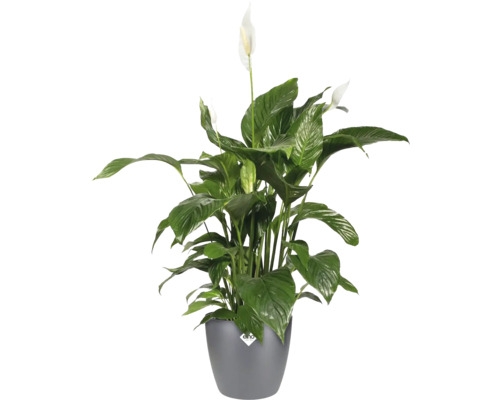 Einblatt Pflanze im Topf