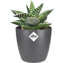 Aloe-Pflanze in grauem Topf mit Elho Logo