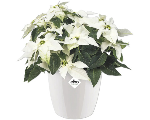 Weihnachtsstern mit weißen Hochblättern in einem weißen Topf der Marke Elho