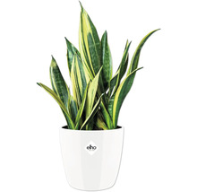 Sansevieria Pflanze im Topf