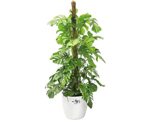 Monstera Zimmerpflanze mit Rankhilfe in weißem Topf