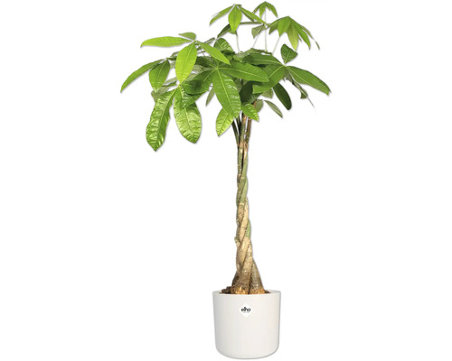 Glückskastanie im Topf mit geflochtenem Stamm