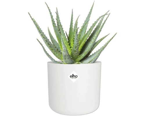 Aloe Vera Pflanze in weißem Topf