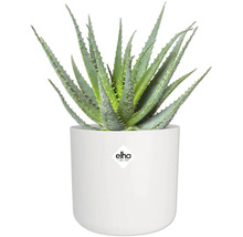 Aloe Vera Pflanze in einem weißen Blumentopf mit Elho Logo