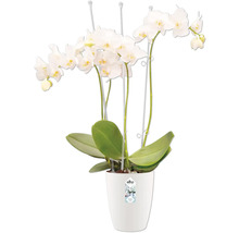 Weiße Orchidee im Topf