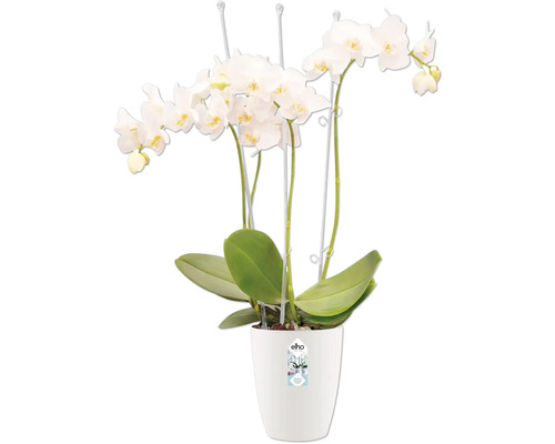 Weiße Orchidee im Topf