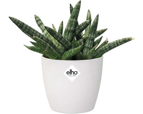 Sansevieria cylindrica in weißem Blumentopf mit Elho Logo