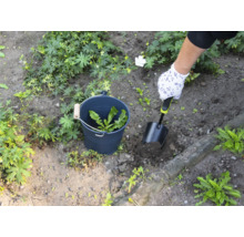 Person entfernt Unkraut mit einer Schaufel aus einem Garten, Unkraut wird in einem Eimer gesammelt