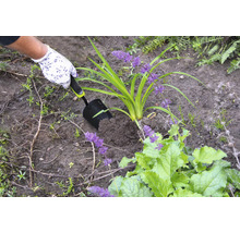 Eine Person pflanzt mit einer Handschaufel eine Pflanze in Erde.