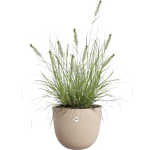 Ziergras mit Blütenständen in einem beigen runden Pflanztopf mit Wellenstruktur und elho Logo.