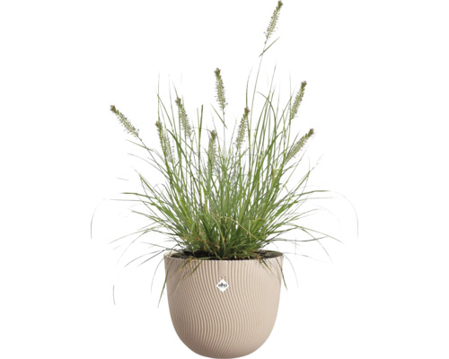 Ziergras mit Blütenständen in einem beigen runden Pflanztopf mit Wellenstruktur und elho Logo.