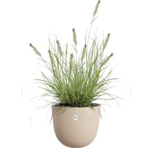 Grünes Ziergras mit Ähren in einem runden cremefarbenen Pflanzgefäß mit Wellenstruktur von elho.