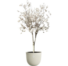 Blühender Baum mit weißen Blüten in einem runden Blumentopf mit Wellenstruktur. elho Logo.