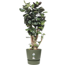 Polyscias scutellaria Fabian Zimmerpflanze im elho Blumentopf mit passendem Untersetzer.