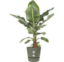 Bananenpflanze Musa in einem runden Kunststoff-Pflanztopf von elho mit passendem Untersetzer.