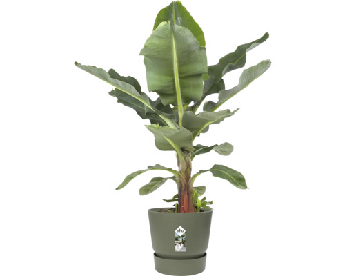 Bananenpflanze Musa in einem runden Kunststoff-Pflanztopf von elho mit passendem Untersetzer.