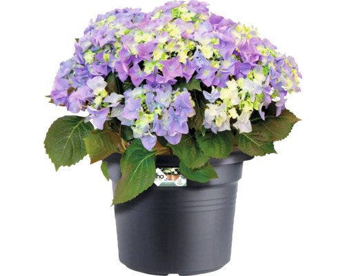 Bauernhortensie mit violetten und hellgelben Blüten in einem anthrazitfarbenen Elho Pflanztopf.