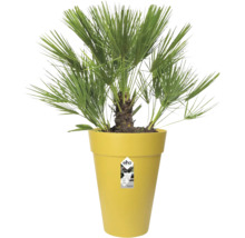 Zwergpalme Chamaerops humilis in hohem gelbem Elho Pflanztopf mit fächerförmigen grünen Blättern.