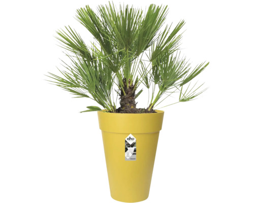 Zwergpalme Chamaerops humilis in hohem gelbem Elho Pflanztopf mit fächerförmigen grünen Blättern.