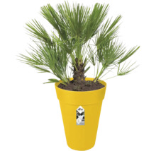 Zwergpalme Chamaerops humilis in einem gelben Kunststoff-Blumentopf der Marke elho.