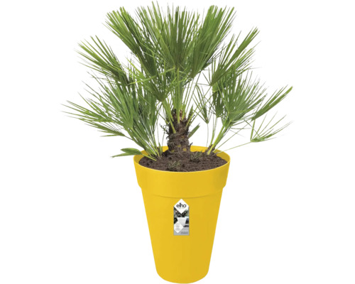 Zwergpalme Chamaerops humilis in einem gelben Kunststoff-Blumentopf der Marke elho.