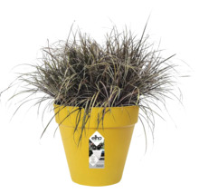 Gelber elho Kunststoff-Blumentopf mit dunklem Ziergras, Bewässerungssystem und recycelten Materialien.