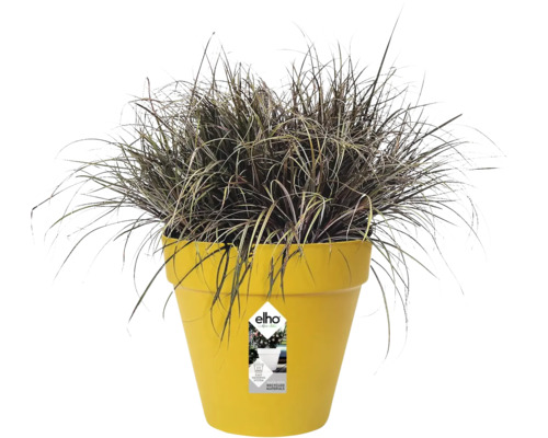 Gelber elho Kunststoff-Blumentopf mit dunklem Ziergras, Bewässerungssystem und recycelten Materialien.