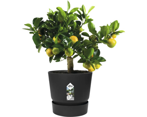 Zitruspflanze mit grünen Blättern und gelben Früchten in einem schwarzen elho Kunststofftopf inklusive Untersetzer.