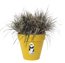 Ziergras in einem gelben Kunststoff-Blumentopf von elho mit Produktetikett.