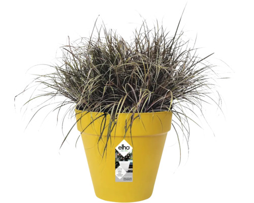 Ziergras in einem gelben Kunststoff-Blumentopf von elho mit Produktetikett.