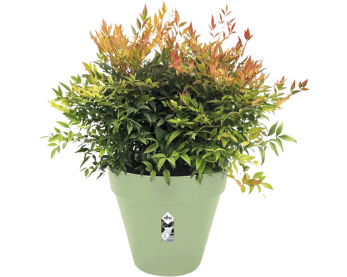 Grüne Pflanze mit rötlichen Blättern in einem hellgrünen Blumentopf, elho Logo.