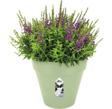 Hellgrüner elho Blumentopf mit einer grünen Pflanze und lila Blüten.