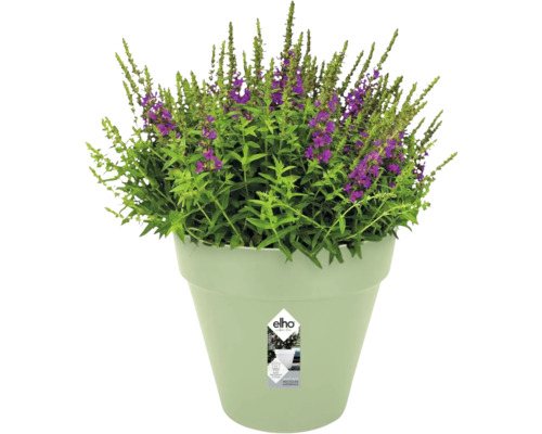 Hellgrüner elho Blumentopf mit einer grünen Pflanze und lila Blüten.