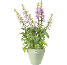 Fingerhut Digitalis mit hellvioletten Blüten in einem hellgrünen elho Pflanztopf.