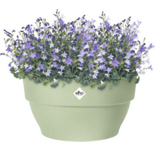 Hellgrüner runder Elho Blumentopf mit violetten Glockenblumen. Elho Logo.