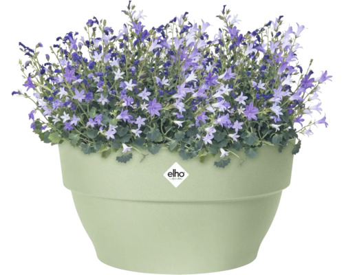 Hellgrüner runder Elho Blumentopf mit violetten Glockenblumen. Elho Logo.