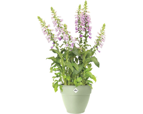 Rosafarbener Fingerhut mit glockenförmigen Blüten und grünen Blättern in einem hellgrünen elho Blumentopf.