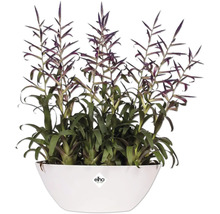 Tillandsia Bromelie mit violetten Blütenständen in einer weißen Elho Pflanzschale.