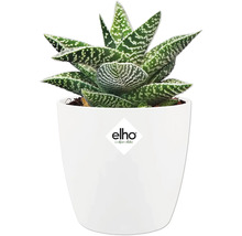 Sukkulente Gasteria mit gepunkteten Blättern in weißem Blumentopf. elho Logo.