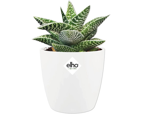 Sukkulente Gasteria mit gepunkteten Blättern in weißem Blumentopf. elho Logo.
