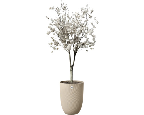 Blühender Baum mit weißen Blüten in einem beigen Pflanzgefäß mit vertikaler Rippenstruktur und Elho Logo.