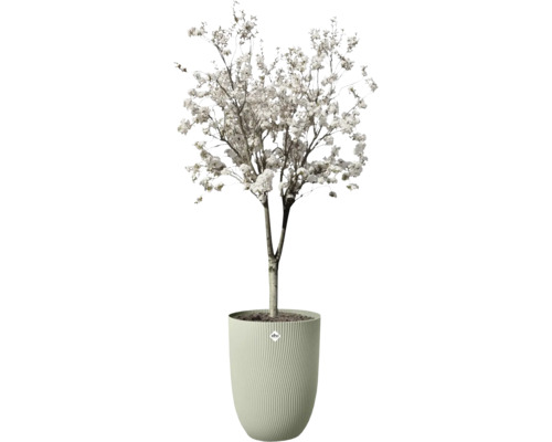 Blühender Baum mit weißen Blüten in einem hohen, hellgrünen Pflanzkübel mit Rippenstruktur und elho Logo.