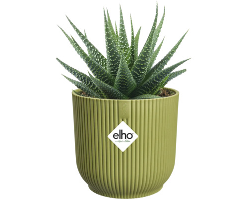 Haworthia-Sukkulente in einem hellgrünen, geriffelten elho Blumentopf, elho Logo