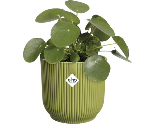 Pilea peperomioides in einem grünen geriffelten Elho Kunststoffblumentopf. Elho Logo.