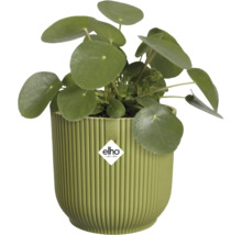Zimmerpflanze Ufopflanze Pilea peperomioides in einem grünen geriffelten Kunststofftopf mit elho Logo.