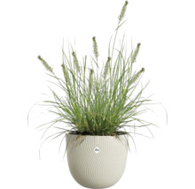 Ziergras in einem weißen runden Pflanztopf mit vertikaler Wellenstruktur und elho Logo.