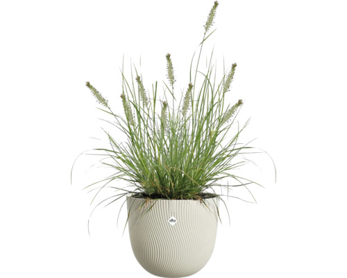 Ziergras in einem weißen runden Pflanztopf mit vertikaler Wellenstruktur und elho Logo.