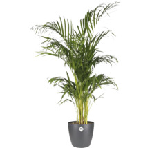 Goldfruchtpalme Areca lutescens in einem dunkelgrauen elho Pflanztopf.